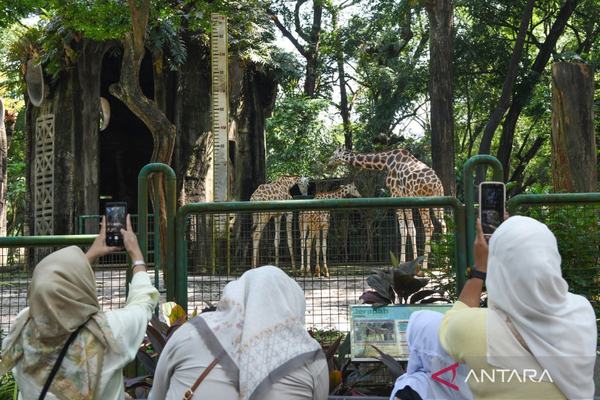 Ragunan Gratiskan Tiket Masuk dan BGN Audit Dapur MBG