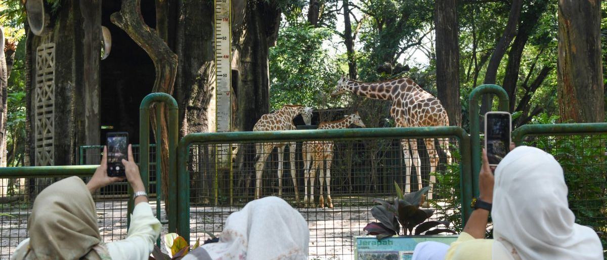Ragunan Gratiskan Tiket Masuk dan BGN Audit Dapur MBG