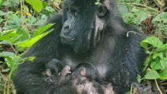 rare-mountain-gorilla-twins-born-in-africas-oldest-national-park-1767803769.jpg