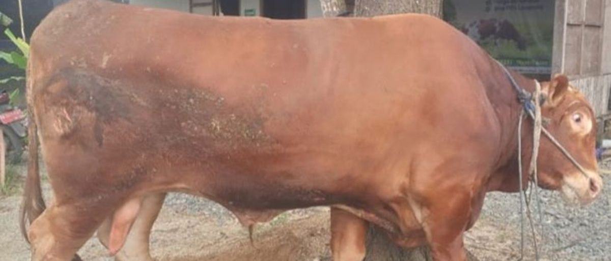 Sapi Kurban Presiden di Tapin Capai 970 Kilogram