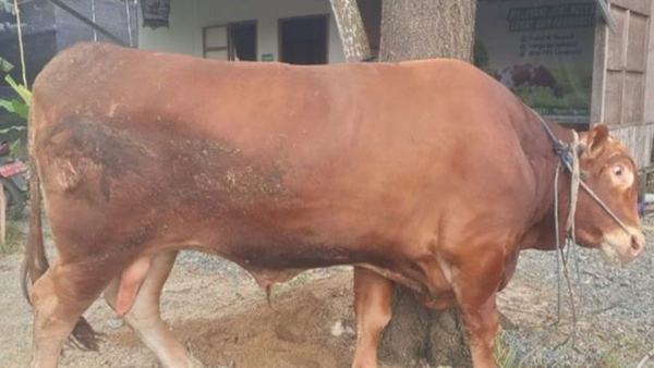 Sapi Kurban Presiden di Tapin Capai 970 Kilogram