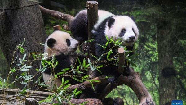 Shirahama berusaha bangkit usai ditinggal panda ikonik penarik wisata