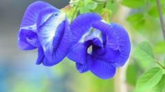 the-magical-blue-flower-changing-farmers-fortunes-in-india-1767688677.jpg